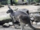 14-Australien-2018